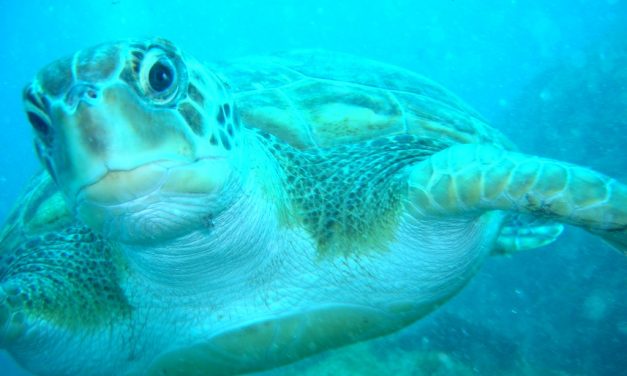 Inventan una herramienta para reducir la mortalidad de las tortugas marinas