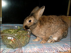 2011 Año del Conejo según el horóscopo chino