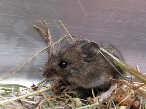 Demuestran con ratones que hacer ejercicio previene el envejecimiento