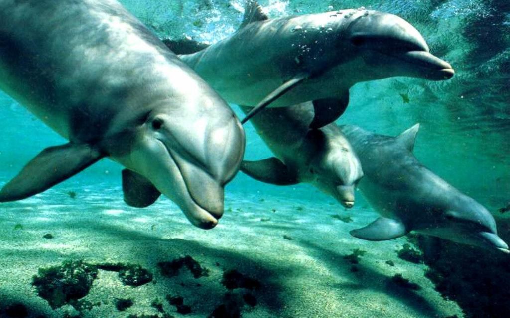 Investigan un lenguaje para comunicarse con los delfines