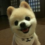 Shunsuke el perrito peluche