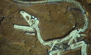 El dinosaurio mejor conservado de Europa descubierto en Alemania