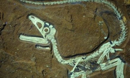 Descubren el dinosaurio mejor conservado de Europa