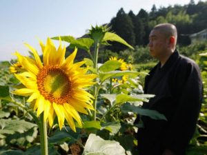 Koyu Abe plantando girasoles para limpiar Fukushima