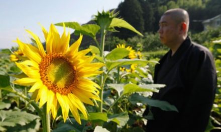 Plantando girasoles para limpiar Fukushima