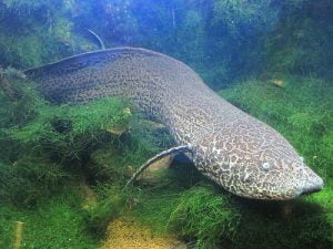 Lungfish el pez con patas