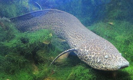 Lungfish el pez con patas