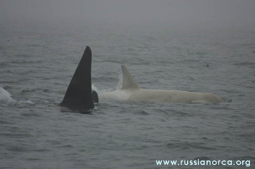 Iceberg la primera orca albina. Fotografía de Russian Orcas