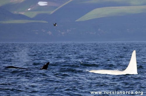 El trabajo de Russian Orcas espera salvar a estos cetaceos. Fotografía de Russian Orcas