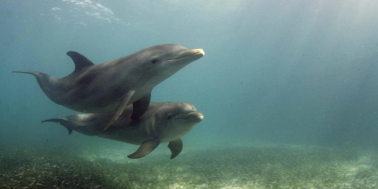 Crean una sistema que permitirá comunicarse con los delfines
