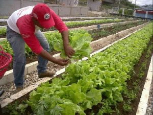Agricultura Urbana en Venezuela