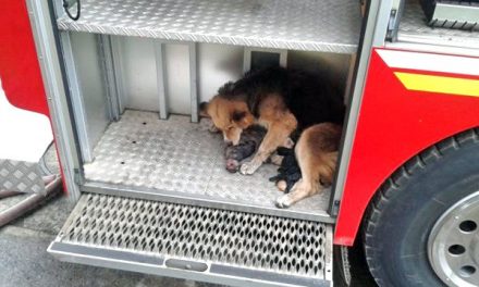 La perrita Amanda salva a sus cachorros de un incendio