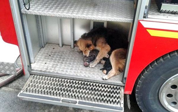 La perrita Amanda salva a sus cachorros de un incendio