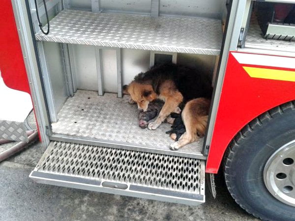 Amanda cuida de sus cachorros en el coche de bomberos