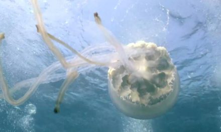 Descubre tus Paraísos Marinos