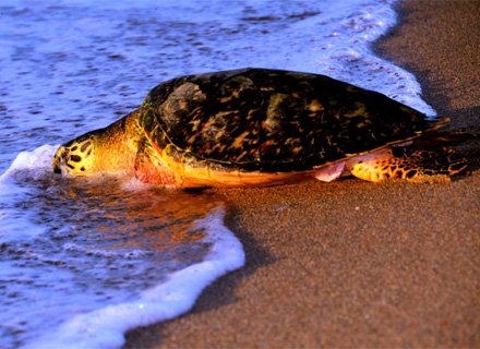 La tortuga Carey recuperada tras su rescate volviendo al mar