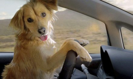 Una lección contra el abandono de animales