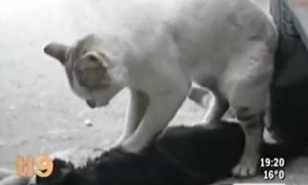El gato que salvó a su amiga