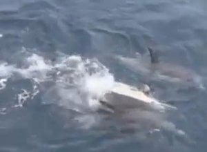 Un grupo de delfines ayudan a otro delfín enfermo