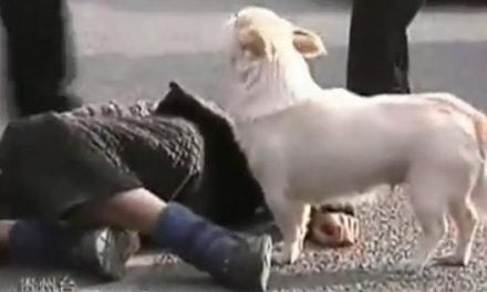 Un perro cuida a su dueño tras su desmayo en plena calle