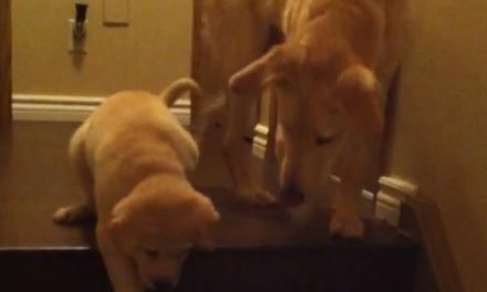 Perro enseña a una cachorrilla a bajar las escaleras