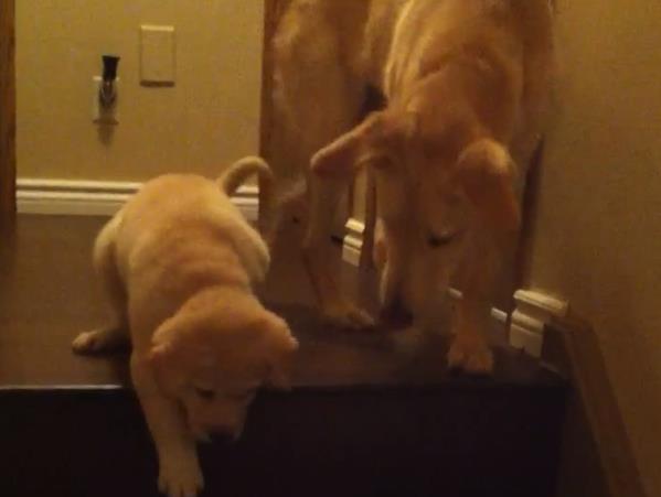Perro enseña a una cachorrilla a bajar las escaleras