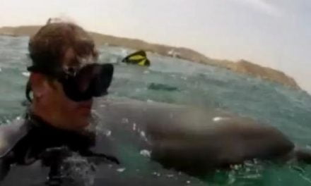Rescatan a un delfín herido en las costas peruanas