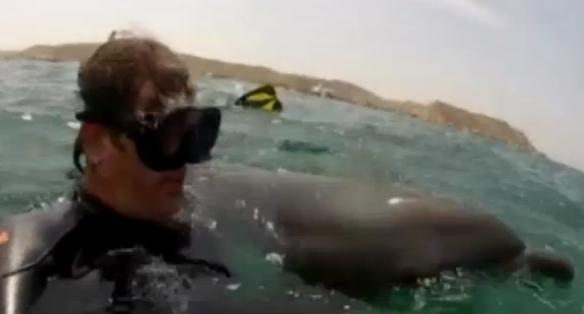 Rescatan a delfín en costas de Perú