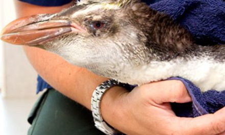Rescatan a un pingüino real en Nueva Zelanda