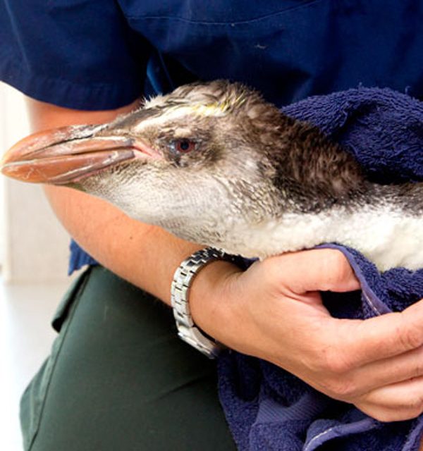 Rescatan a un pingüino real en Nueva Zelanda