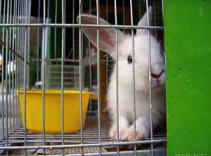 Entra en vigor en la Unión Europea la prohibición de vender cosméticos probados en animales