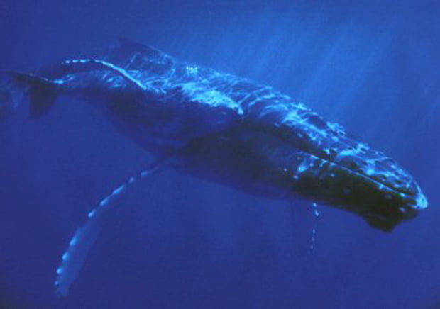 En busca de aumentar la población de ballenas azules en la Antártida