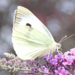 El cuento de la mariposa blanca