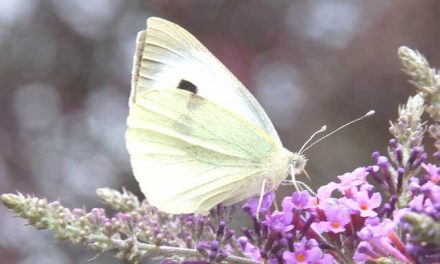El cuento de la mariposa blanca