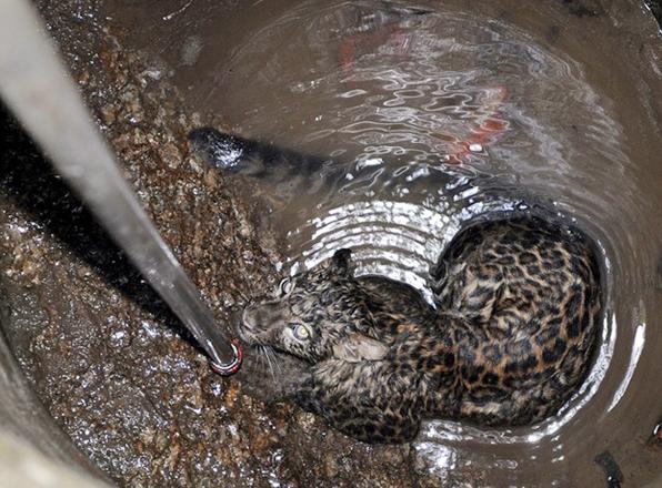 Rescatan a un Leopardo en India Rescatan a un Leopardo en India