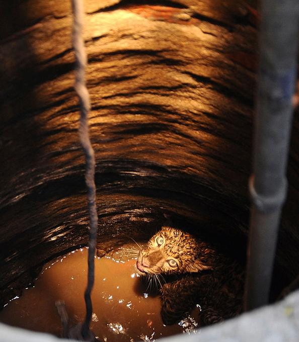 Rescatan a un Leopardo en India Rescatan a un Leopardo en India