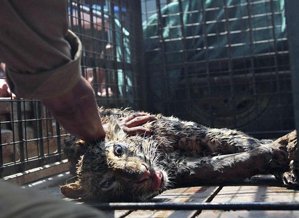 Rescatan a un Leopardo en India Rescatan a un Leopardo en India