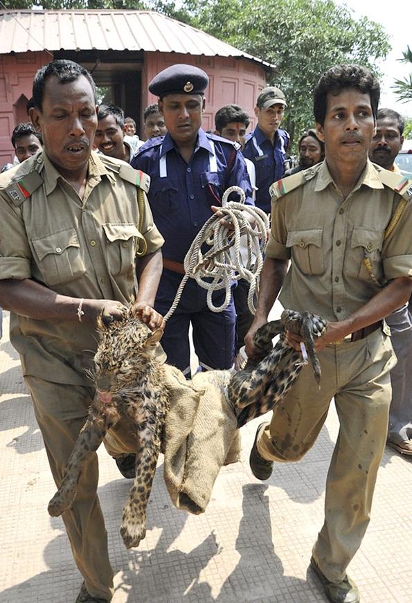 Rescatan a un Leopardo en India Rescatan a un Leopardo en India