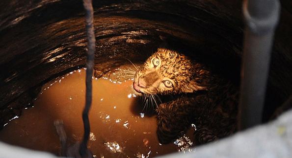 Final feliz para el leopardo que cayó en un pozo