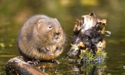 Escaleras en miniatura para salvar a los topillos de agua ingleses