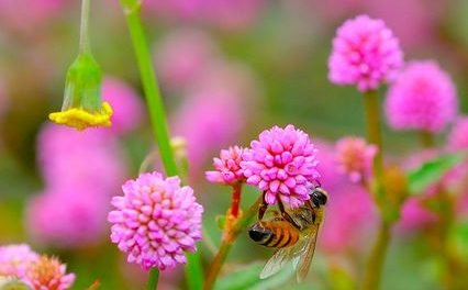 Demuestran que las flores emiten señales eléctricas