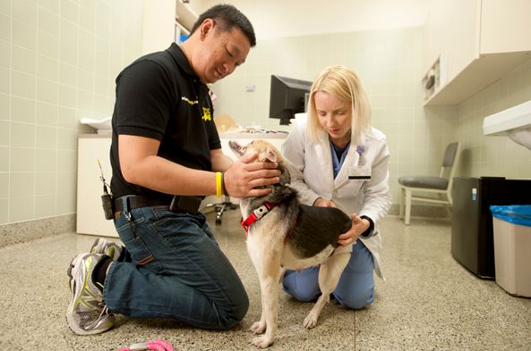 La perrita Kabang atendida por los veterinarios norteamericanos antes de su reconstrucción facial