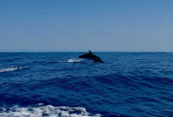 Los delfines se llaman unos a otros por su nombre