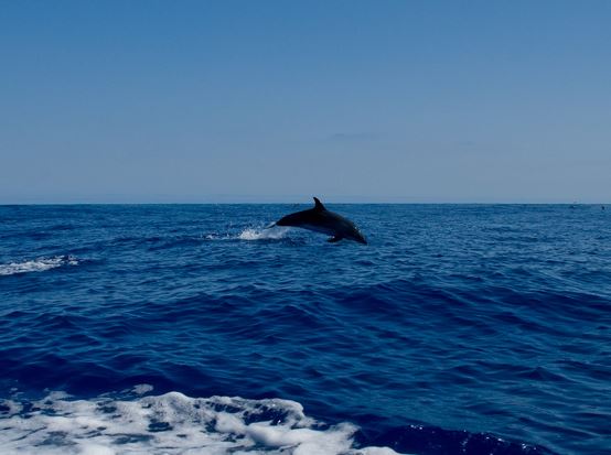 Los delfines se llaman los unos a los otros por su nombre. Foto: Bart Bernardes.