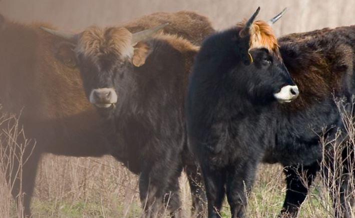 Atapuerca tendrá una reserva de animales prehistóricos en octubre