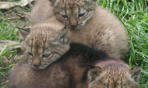 44 nuevos cachorros de lince ibérico