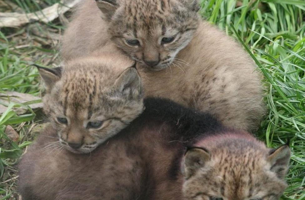 44 nuevos cachorros de lince ibérico