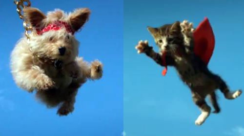 Perros o Gatos ¿Serás capaz de decidir?