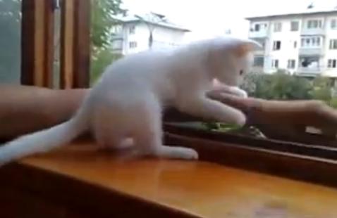 Gato no permite que el brazo de su dueño se caiga
