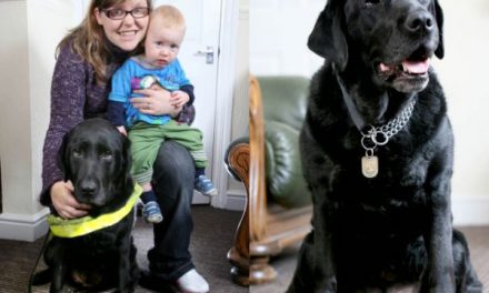 Una perra guía salva a un bebé de ser atropellado